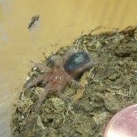 Brachypelma boehmei