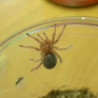 Brachypelma boehmei