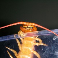 Scolopendra subspinipes de haani Mai Chau