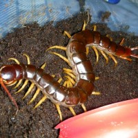 Scolopendra subspinipes de haani Mai Chau