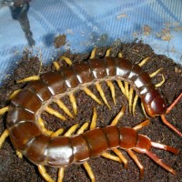 Scolopendra subspinipes de haani Mai Chau