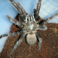 Haplopelma Ssp. Hainanum  (F)