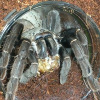 Haplopelma Ssp. Hainanum  (F)