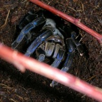 Haplopelma Lividum (F)