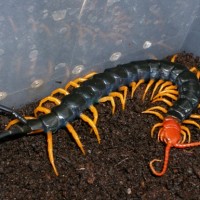 Scolopendra heros castaneiceps