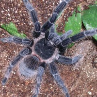 Lasiodora parahybana