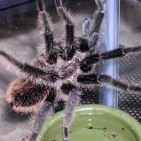 Brachypelma albopilosum