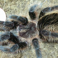 Brachypelma albopilosum