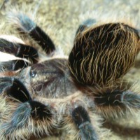 Brachypelma albopilosum