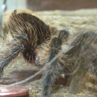 Brachypelma albopilosum