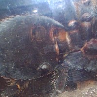 B. smithi