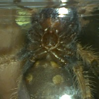 heres another pic, male or female?