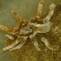 Citharischius crawshayi Adult female