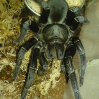 Haplopelma minax