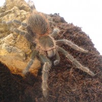 Lasiodora klugi