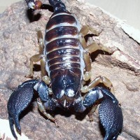 Heterometrus xanthopus from Pakistan