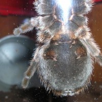 Chilean Rose (Grammostola rosea)