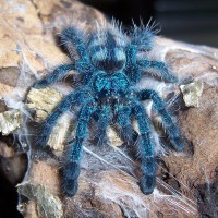 Avicularia versicolor juvenile