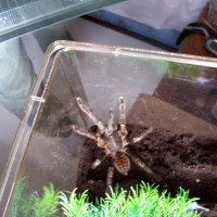 Haplopelma sp. "Vietnam"