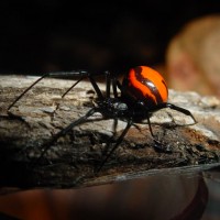 Latrodectus sp (Laos)