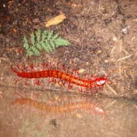 Scolopendra sp