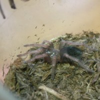 Brachypelma boehmei