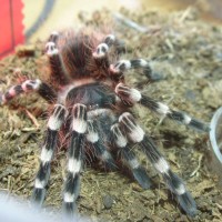 Acanthoscurria geniculata