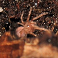 Nhandu chromatus spiderling