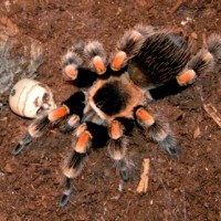 B.Smithi