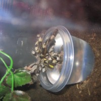 Poecilotheria Regalis