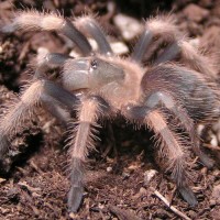 B. Smithi - New Leg Regenerating