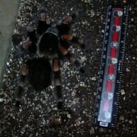 B.smithi