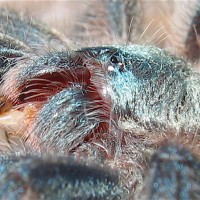 Avicularia versicolor