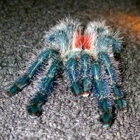 Avicularia sp. Amazonica