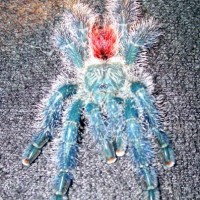 Avicularia sp. Amazonica