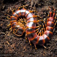 Scolopendra viridicornis