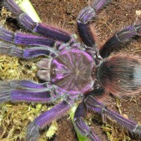 Theraphosa apophysis