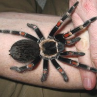 Brachypelma auratum