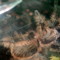 Curly Hair Tarantula (Brachypelma albopilosum)