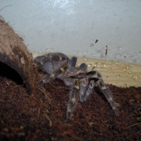 Grammostola Aureostriata