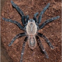 Haplopelma sp."Bach ma"