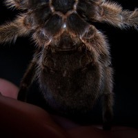 G. rosea Female?