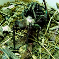 Barychelidae sp. (Brushed Trapdoor Spider, mating)