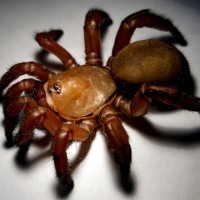 Gorgyrella inermis (Red Trapdoor Spider)