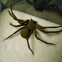 Sicarius terrosus (Cave Spider)