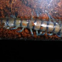 Scolopendra Alternans