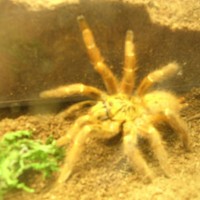 P. Murinus