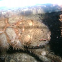 Aphonopelma seemani