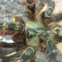 Poecilotheria ornata