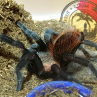 Brachypelma vagans